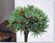 Picea engelmannii Talbot Lake - Miniaturka !!!