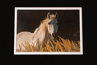Portret konia - fotografia w ramce