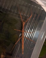 PATYCZAK ROGATY | Medauroidea extradentata L5-L6 patyczaki, straszyki