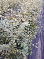 Buk pospolity 80 cm - 110 cm. Pakiet 25 sztuk Żwyopłot