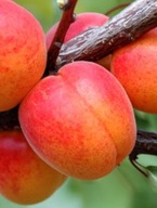 Morela Kanadyjska – późna, samopylna odmiana, smaczne owoce