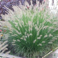 Rozplenica Hameln P9