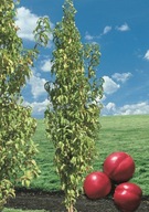 Nektaryna KOLUMNOWA Deserowa Do Małych Ogrodów