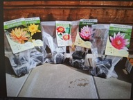 Lilie wodne ( mix kolorów)