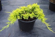 Jałowiec GOLDEN CARPET - ZŁOTY DYWAN, na skarpy