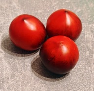 Pomidor Blue Sky (542) nasiona kolekcjonerskie