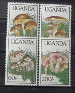 UGANDA CZYSTE , KLEJ