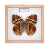 Motyl w gablotce Thauria aliris