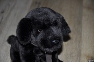 pluszak maskotka piesek szczeniak lablador Uni - Toys ze smyczą