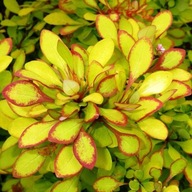 Berberys Diabolicum Concorde Kobold Carpet Jawel