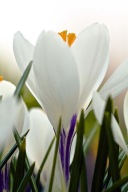 KROKUS WIELKOKWIATOWY BIAŁY SADZONKA W POJEMNIKU 10 CM P9 KWIAT WIOSNY