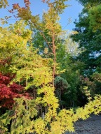 Klon Sango kaku palmowy szczepiony japoński żółty inny