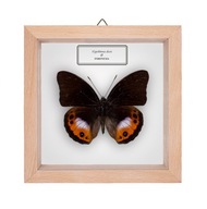 Motyl w gablotce Hypolimnas deois