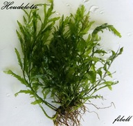 Bolbitis Heudelotii -kolekcja - od fibell