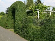 Ligustr liguster tani żywopłot 100 sztuk =10 m żywopłotu