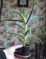 Aloes drzewiasty trzyletni duża roślina domowe panaceum