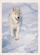 ALASKAŃSKI WILK SZARY - WILK JUKOŃSKI