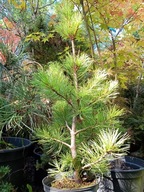 Sosna limba karłowa Zao szczepiona okaz inna