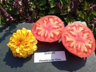 Pomidor Shriver pyszna malinówka z 1916 roku nasiona kolekcjonerskie