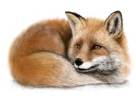 PLAKAT A3 LIS lisek las zwierzę leśne MONTESSORI