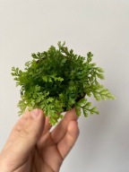 Bolbitis heteroclitha Difformis miniaturowa paproć do paludarium