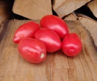 Pomidor PENDINNA PERINO kolekcjonerskie nasiona pomidorów