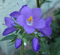 WIELOSIŁ BŁĘKITNY POLEMONIUM CAERULEUM P9