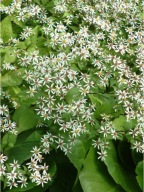 ASTER TRADESCANT leśny aster do pół cienia SADZONKI spektakularne kwitnieni