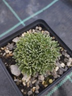 Skalnica - Saxifraga ''Cervix''