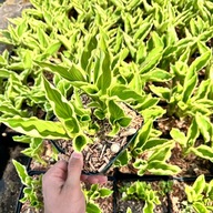 Funkia Hosta 'Crispula' W DONICZCE, wiele sadzonek