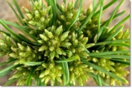 Pinus parviflora 'Sonna' - RARYTAS !!!