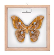 Motyl w gablotce Rothschildia hesperus -samica