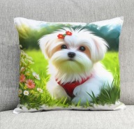 Poduszka 40/40cm Maltańczyk Maltese