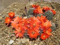 Kaktus ,Rebutia, Mediolobivia melanocentra VJ 3b