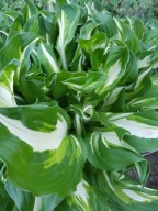 Hosta funkia Mediovariegata kręcona 5 SZTUK