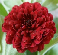 CHRYZANTEMA ZIMUJĄCA KŁĄCZOWA ### MINA #### liliowiec irys