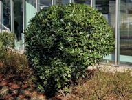 Laurowisnia Sophia szczepiona na pniu (prunus laurocerasus) C3 50cm pień