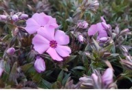 FLOKS dywan kwiatów zimuje sadzonka DONICZKA