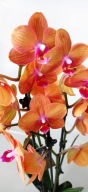 Phalenopsis storczyk 3 bologna