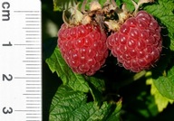 MALINA BEZKOLCOWA "SWEET SUNSHINE" KARŁOWA sadzonka