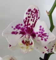 PHALENOPSIS storczyk 22.03