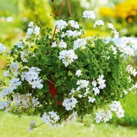 Pelargonia ZWISAJĄCA peltatum Grandeur Ivy White