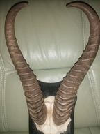 Rogi antylopy na desce.