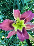 Liliowiec Malinowy Pająk