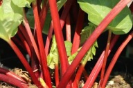 Rabarbar-sadzonki w doniczkach