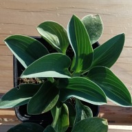 Funkia mała Hosta "Blue Mouse Ears"