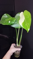 Monstera Thai Constellation variegata