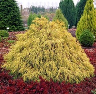 Cyprysik 'Filifera Aurea'