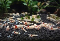 Krewetki Prl Pure Red Line Benibachi 10szt+gratis Crystal Red