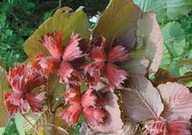 LESZCZYNA POSPOLITA sadzonki 10 szt